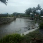 Setiap turun hujan deras. Bendung Citikey meluap. Pemilik sawah dibagian hilir harus waspada.( pepen apendi)