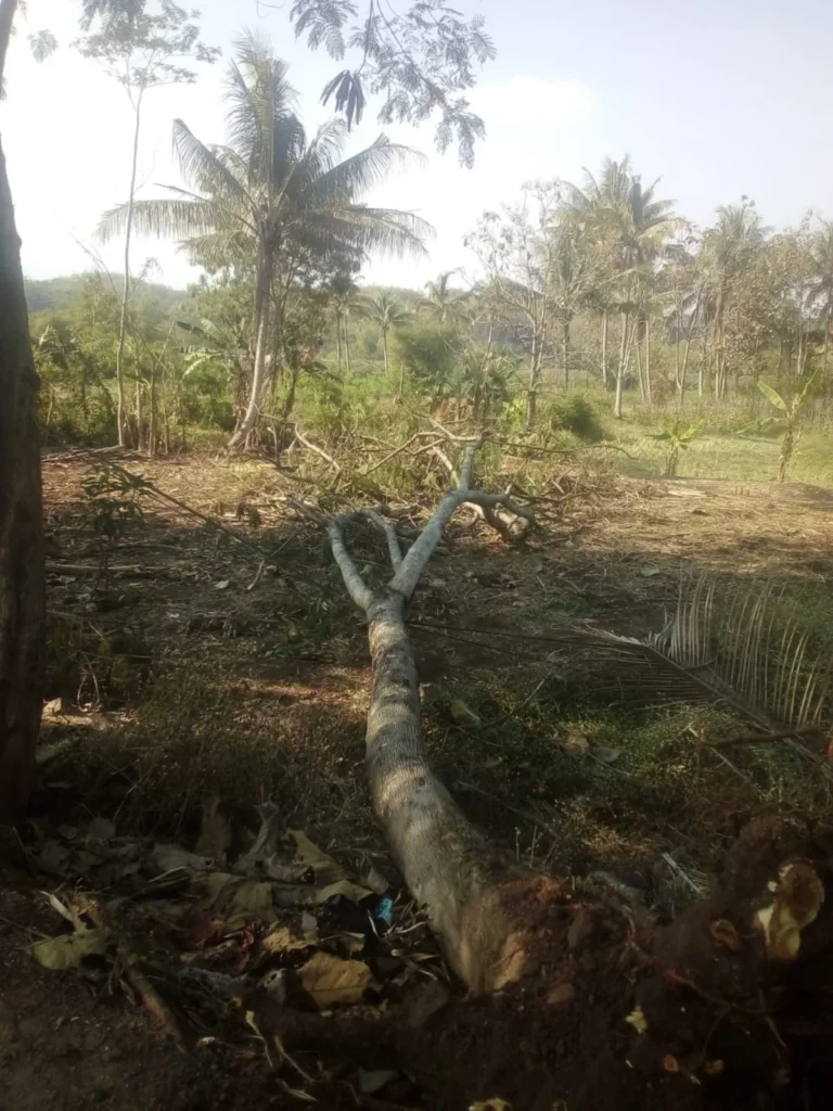 Pohon tumbang di Mangkubumi Desa Cibatu Kecamatan Cibatu, menimpa kabel internet dan listrik (pepen apendi)