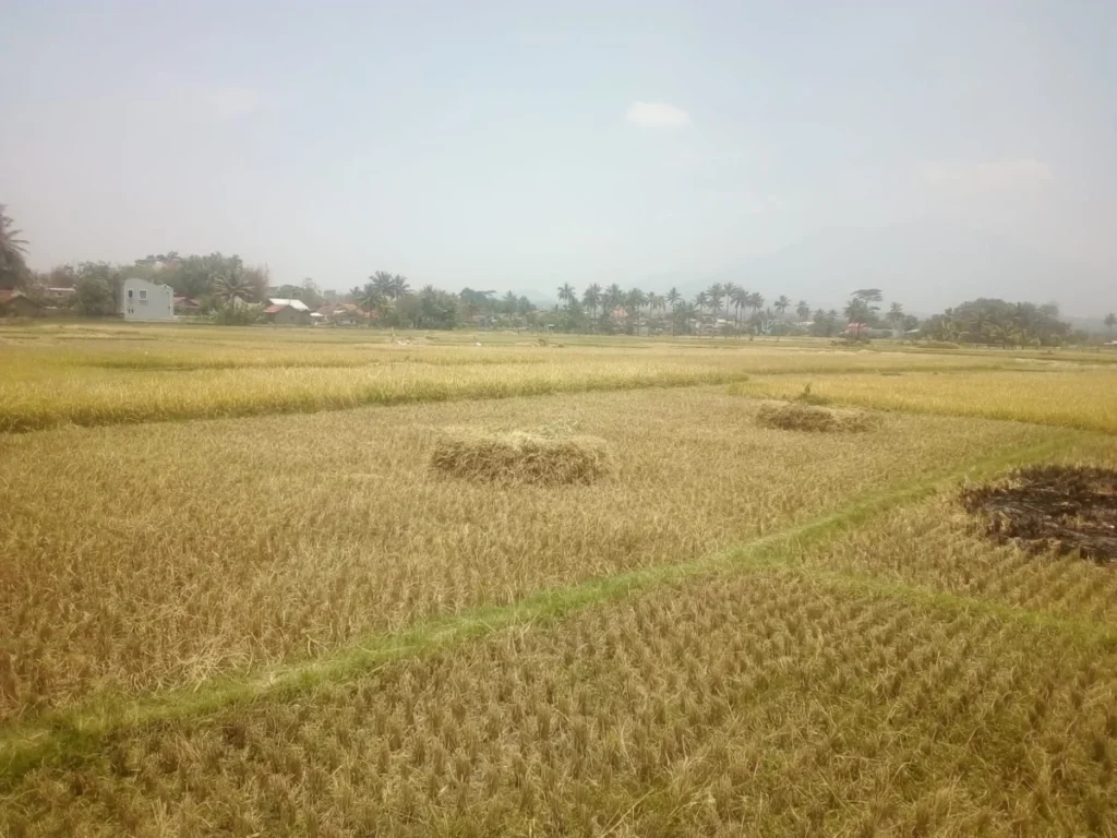 Hasil panen padi di Leuwigoong Garut menurun drastis akibat kekeringan,(pepen apendi)