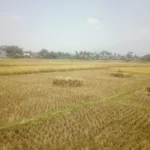 Hasil panen padi di Leuwigoong Garut menurun drastis akibat kekeringan,(pepen apendi)