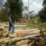 ojek angkut kayu (ojek palang) di Desa Majasari, Kecamatan Cibiuk