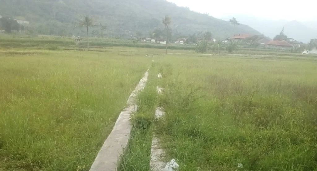 Saluran air tersier di Desa Sukaluyu Kecamatan Sukawening yang tertutup rumput kondisinya rusak dan kurang ter