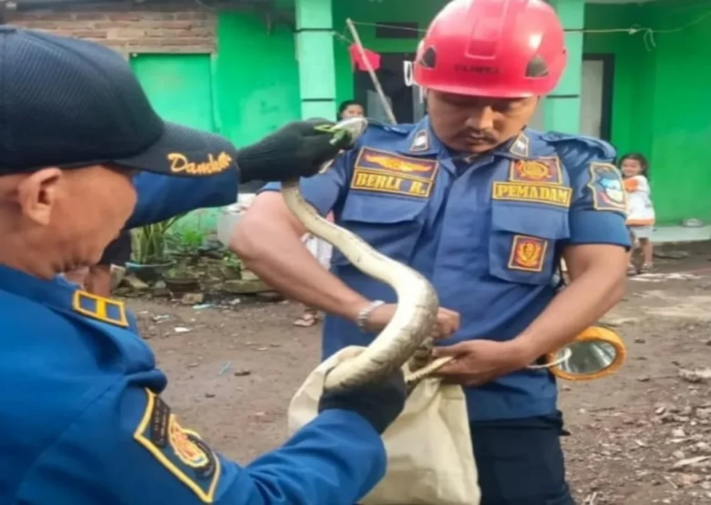 Petugas Damkar Garut mengevakuasi ular piton (istimewa)