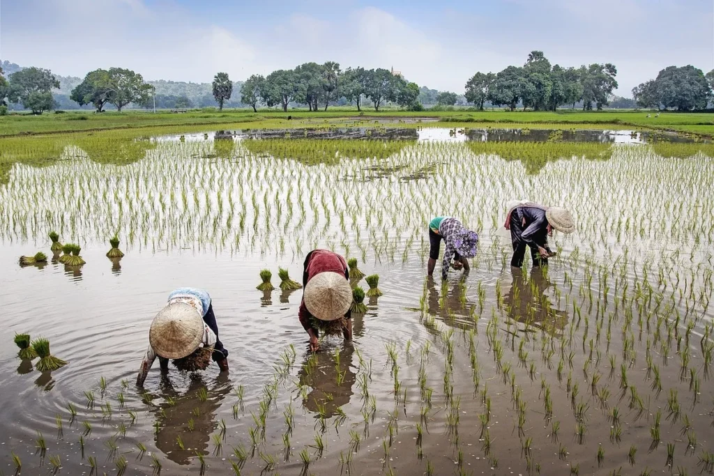 Petani melakukan tanam padi atau tandur (Rizki /Radar Garut)