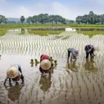 Petani melakukan tanam padi atau tandur (Rizki /Radar Garut)