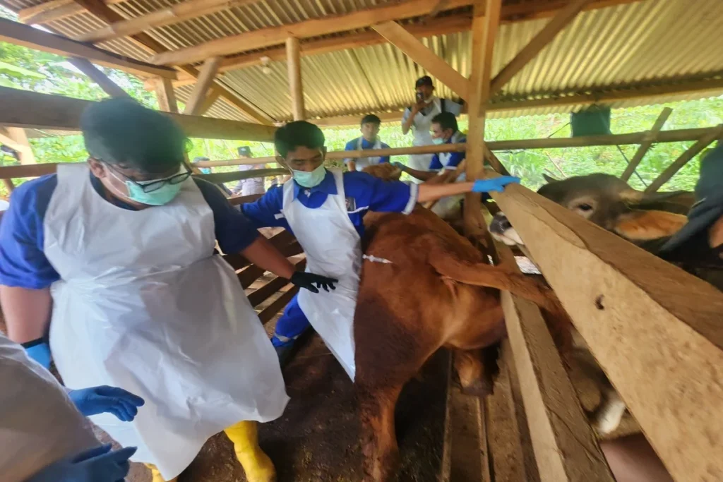 Gerakan Ring Vaksinasi PMK Upaya Hentikan Penyebaran Virus ke Hewan Ternak di Kabupaten Garut (foto istimewa)