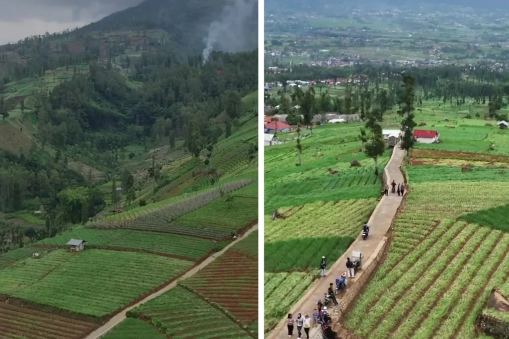 perkebunan bawang merah di Bayongbong, Garut