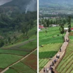 perkebunan bawang merah di Bayongbong, Garut