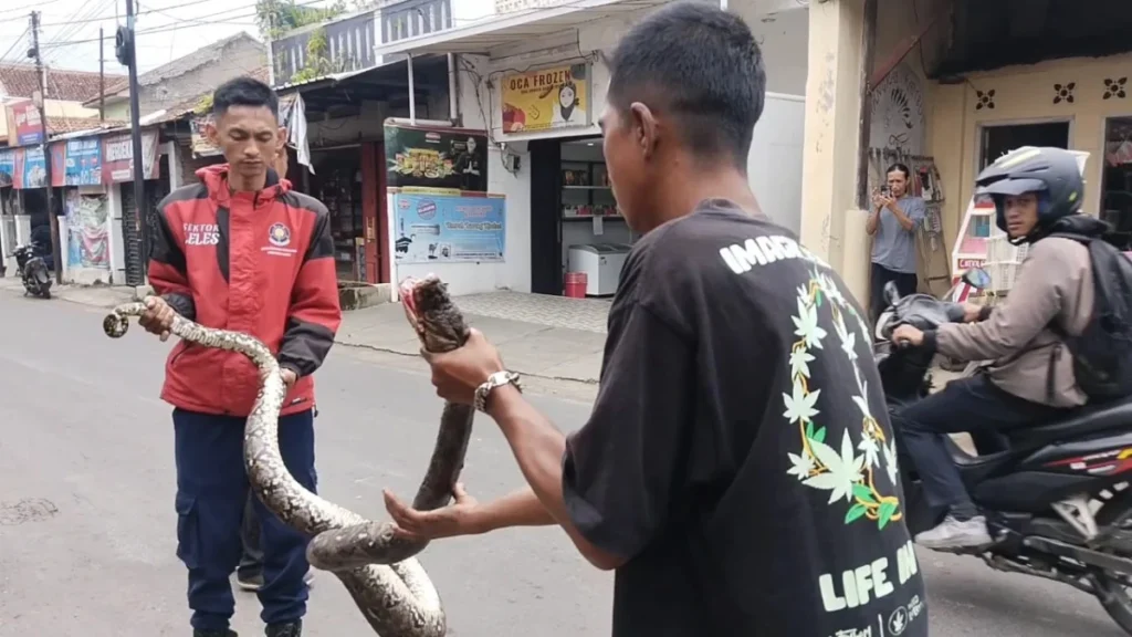 Ular sanca sepanjang tiga meter gegerkan warga (foto istimewa)