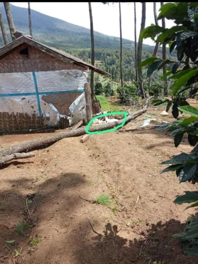 Pohon tumbang yang menimpa warga dan menyebabkan meninggal dunia (Dok. Diskominfo)