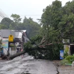 Pohon Besar Tumbang di Cireungit Jalan Samarang Timpa Rumah dan Konter, Kamis (13/3).