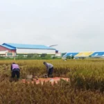 petani melakukan panen padi (Rizki/Radar Garut)