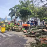 pohon tumbang di Tarogong