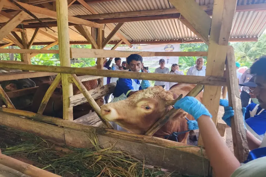 sapi di Kabupaten Garut