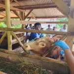 sapi di Kabupaten Garut