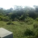 Masjid Anajah Cibatu tertutup semak liar