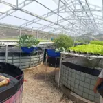 budidaya nila bioflok dan RAS