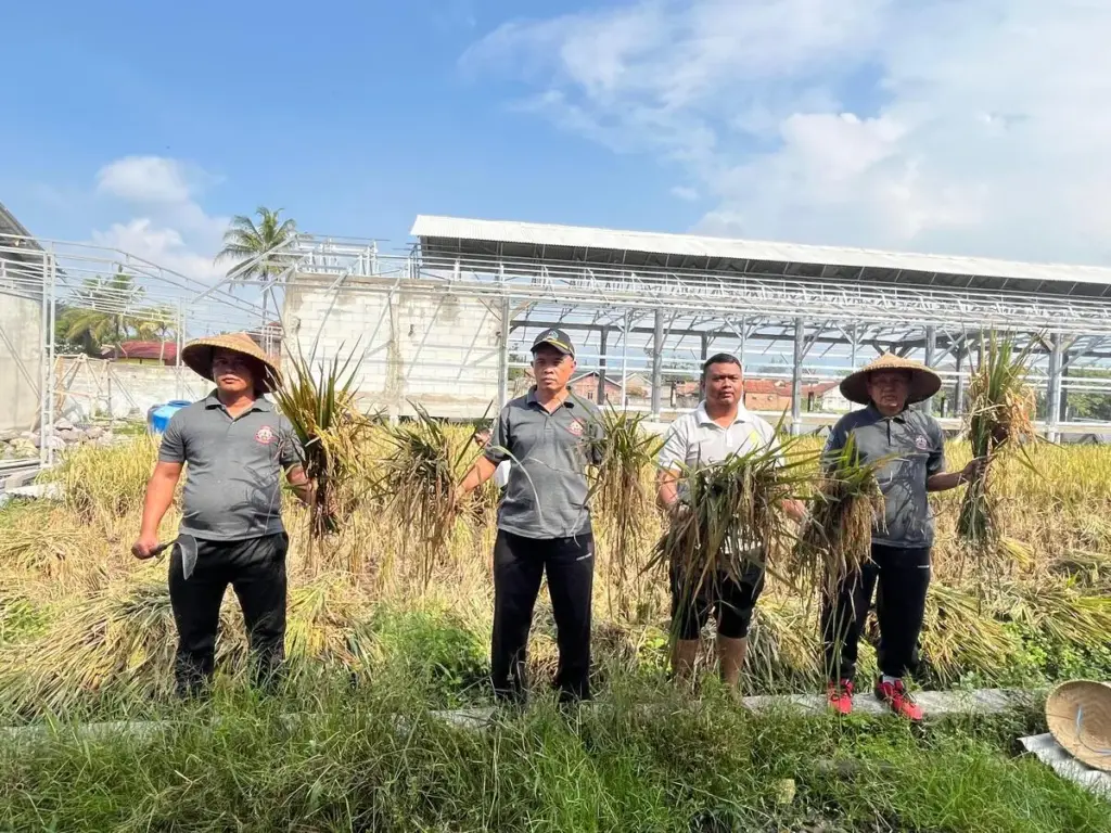 Lapas Garut panen padi