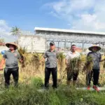 Lapas Garut panen padi