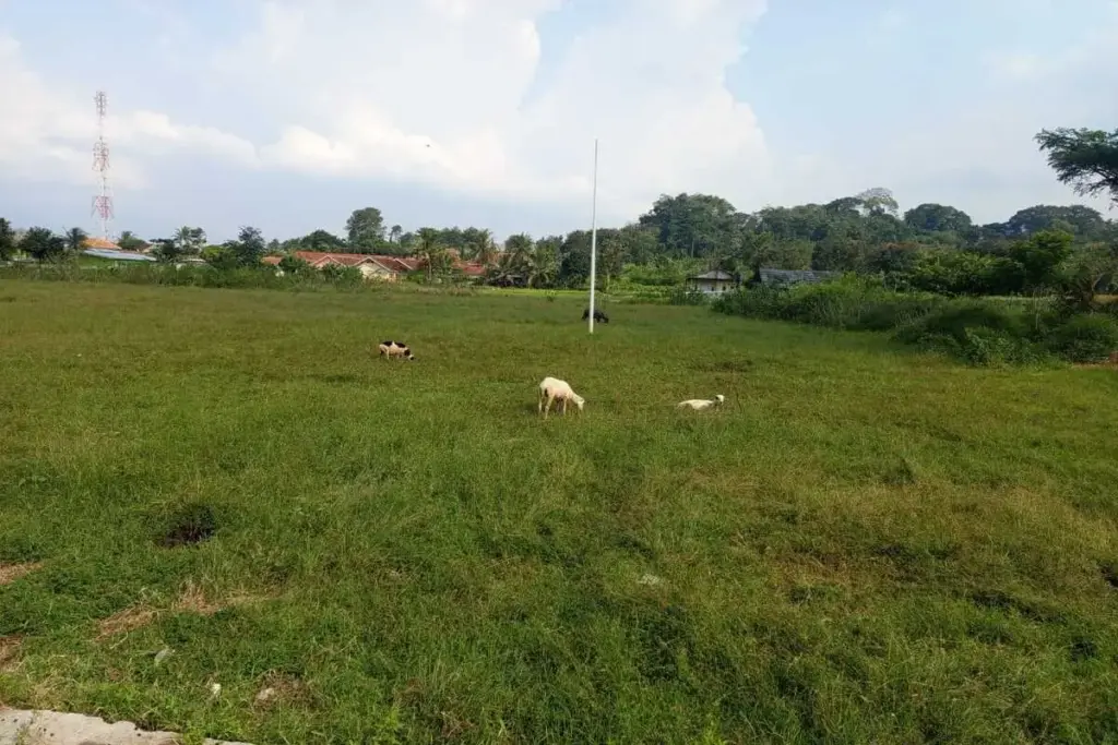 Lapang Bunisari jadi tempat mengembala ternak