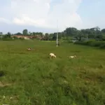 Lapang Bunisari jadi tempat mengembala ternak