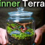 Cara Membuat Ekosistem Mini: Terarium Ikan Hias yang Indah dan Seimbang