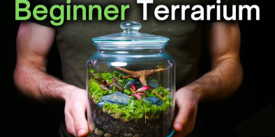 Cara Membuat Ekosistem Mini: Terarium Ikan Hias yang Indah dan Seimbang