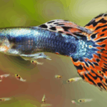 Cara Membuat Ikan Hias Berkembang Biak dengan Sukses