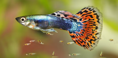 Cara Membuat Ikan Hias Berkembang Biak dengan Sukses