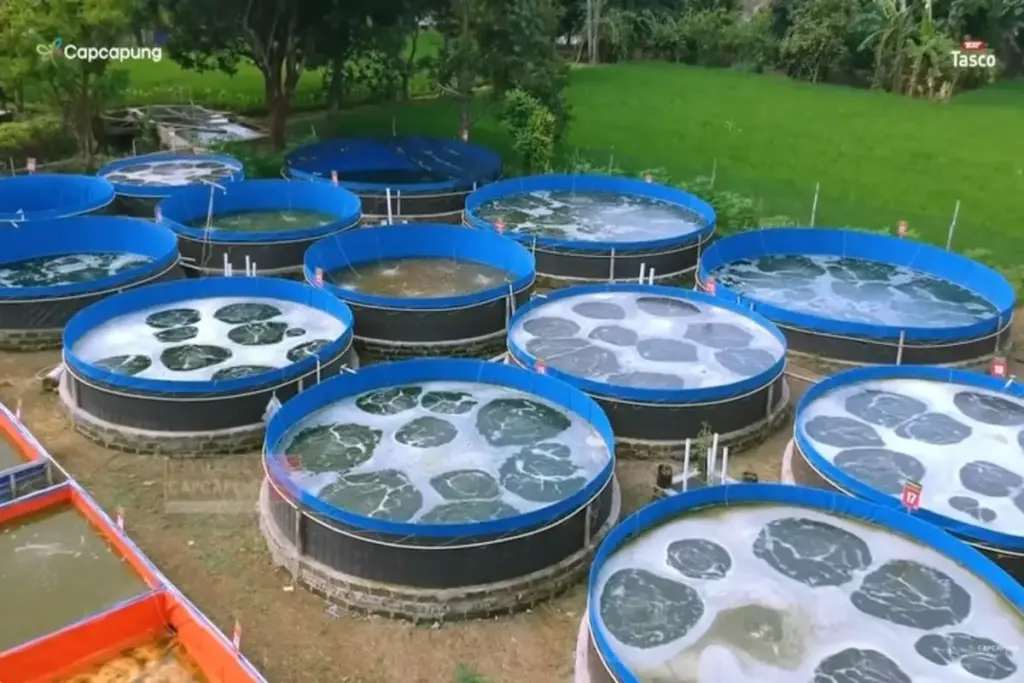 Budidaya ikan nila bioflok (CapCapung)