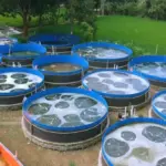 Budidaya ikan nila bioflok (CapCapung)