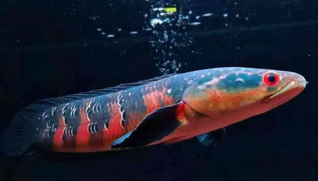 5 Jenis Ikan Channa Paling Indah, Eksotis, dan Cocok untuk Ikan Hias