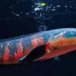 5 Jenis Ikan Channa Paling Indah, Eksotis, dan Cocok untuk Ikan Hias