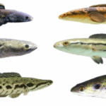 Jenis-Jenis Ikan Channa dan Ciri Khasnya