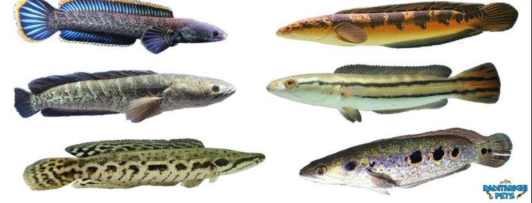 Jenis-Jenis Ikan Channa dan Ciri Khasnya