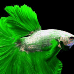Cupang Bisa Hidup Berdampingan Dengan 5 Jenis Ikan Ini. Apa Sajakah?