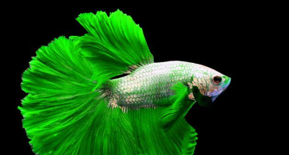 Cupang Bisa Hidup Berdampingan Dengan 5 Jenis Ikan Ini. Apa Sajakah?