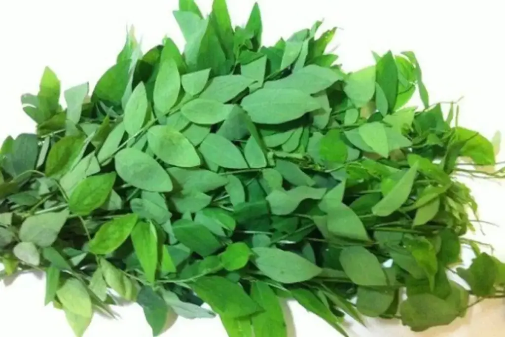 Rupanya Ini Manfaat Daun Ketuk yang Jarang Diketahui, Bisa Bikin Terkejut