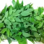 Rupanya Ini Manfaat Daun Ketuk yang Jarang Diketahui, Bisa Bikin Terkejut