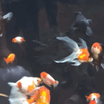 Kenapa Ikan Hias Berenang Terbalik dan Perut Buncit? Ini Penyebab dan Cara Mengatasinya