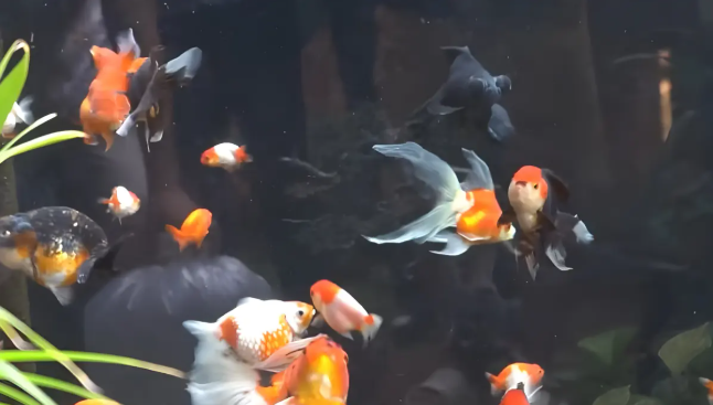 Kenapa Ikan Hias Berenang Terbalik dan Perut Buncit? Ini Penyebab dan Cara Mengatasinya