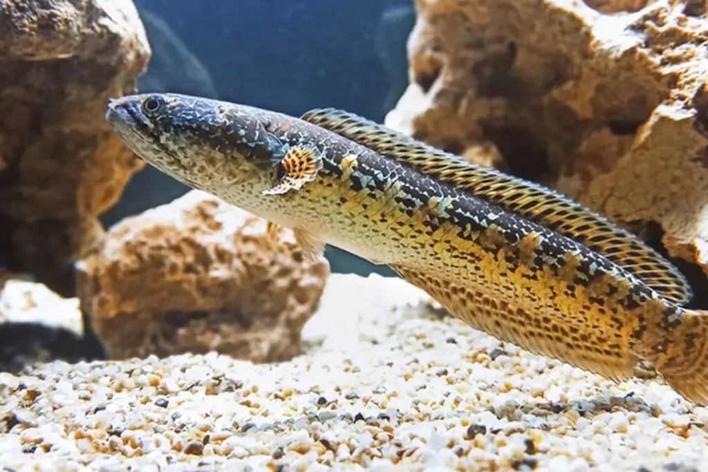Di Mana Ikan Channa Suka Hidup? Kenali Habitat dan Adaptasinya