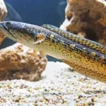 Di Mana Ikan Channa Suka Hidup? Kenali Habitat dan Adaptasinya