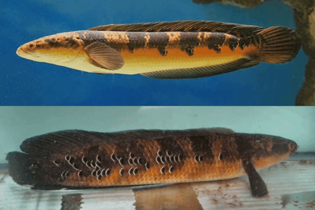 Berapa Harga Ikan Channa Langka Seperti Barca dan Auranti? Ini Bocorannya!