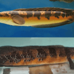 Berapa Harga Ikan Channa Langka Seperti Barca dan Auranti? Ini Bocorannya!