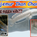 Cara Menjemur Ikan Channa yang Benar: Durasi, Waktu, dan Manfaatnya