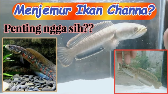 Cara Menjemur Ikan Channa yang Benar: Durasi, Waktu, dan Manfaatnya