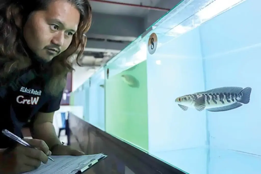 Di Mana Kontes Ikan Channa Diadakan? Ini Lokasi Favorit Para Channalovers