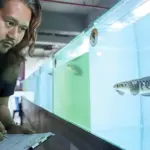 Di Mana Kontes Ikan Channa Diadakan? Ini Lokasi Favorit Para Channalovers