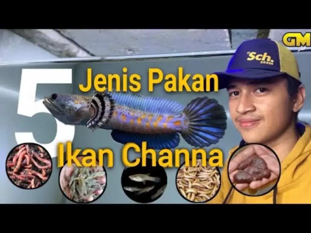 Jenis Makanan yang Membantu Mutasi Warna Ikan Channa Lebih Maksimal